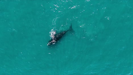 Ballena-Bebé-Jugando-Con-La-Cola-En-La-Parte-Posterior-De-La-Madre---Zoom-De-Tiro-De-Drone