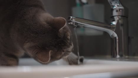 grey cat playing with water and drinking from sink faucet tap