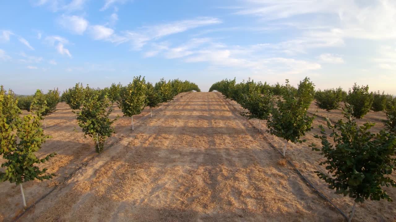 vista aérea de la granja de avellanas con granjero