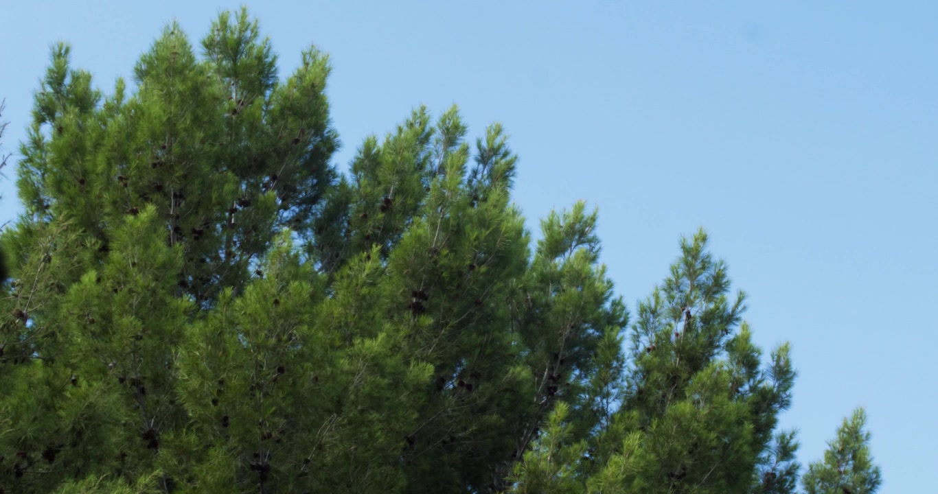 Tree Top Blowing In The Wind