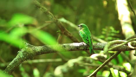 pájaro de pico ancho verde encaramado en una rama de un árbol en un bosque tropical