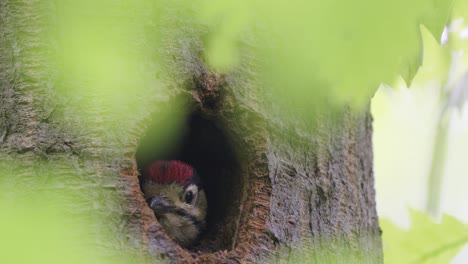 hole with great spotted woodpecker chick up in a tree waiting to be feed