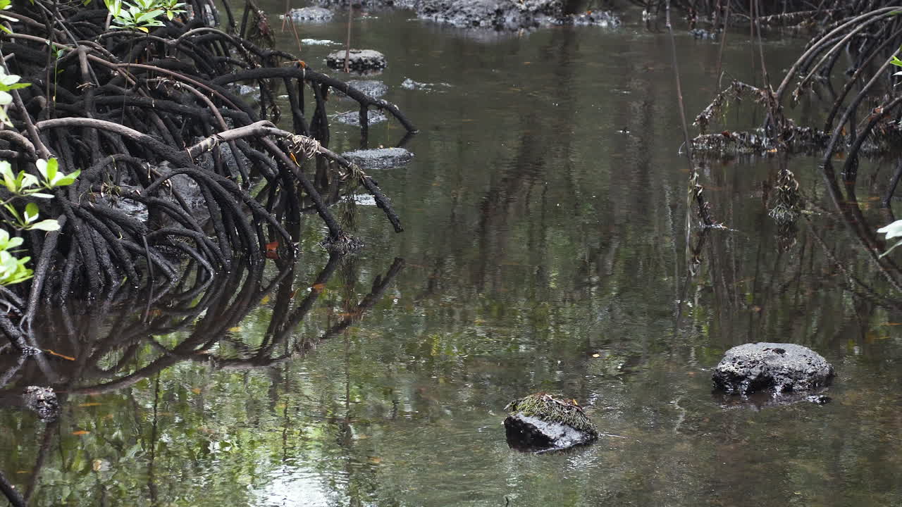 나무 뿌리와 돌이 있는 맹그로브 습지대 풀, 잔지바르