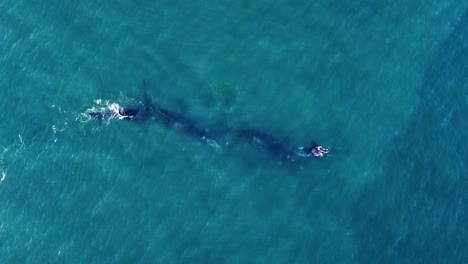 Aerial-view-of-a-group-of-Southern-Right-Whales,-during-mating-season,-in-UNESCO-Peninsula-Valdes---Top-down,-drone-shot