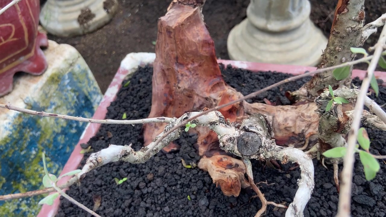 Primo piano di un albero bonsai con rami nodosi e radici esposte