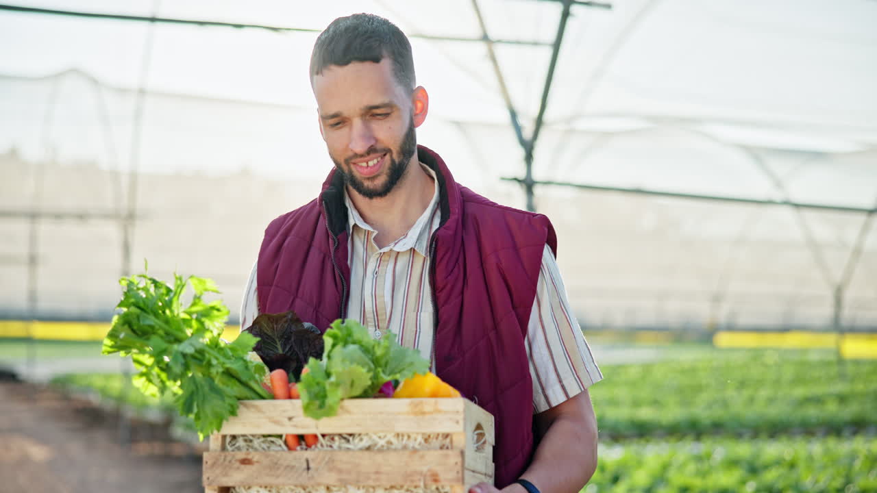 Farmer Holding a Box of Fresh Vegetables in a Greenhouse
