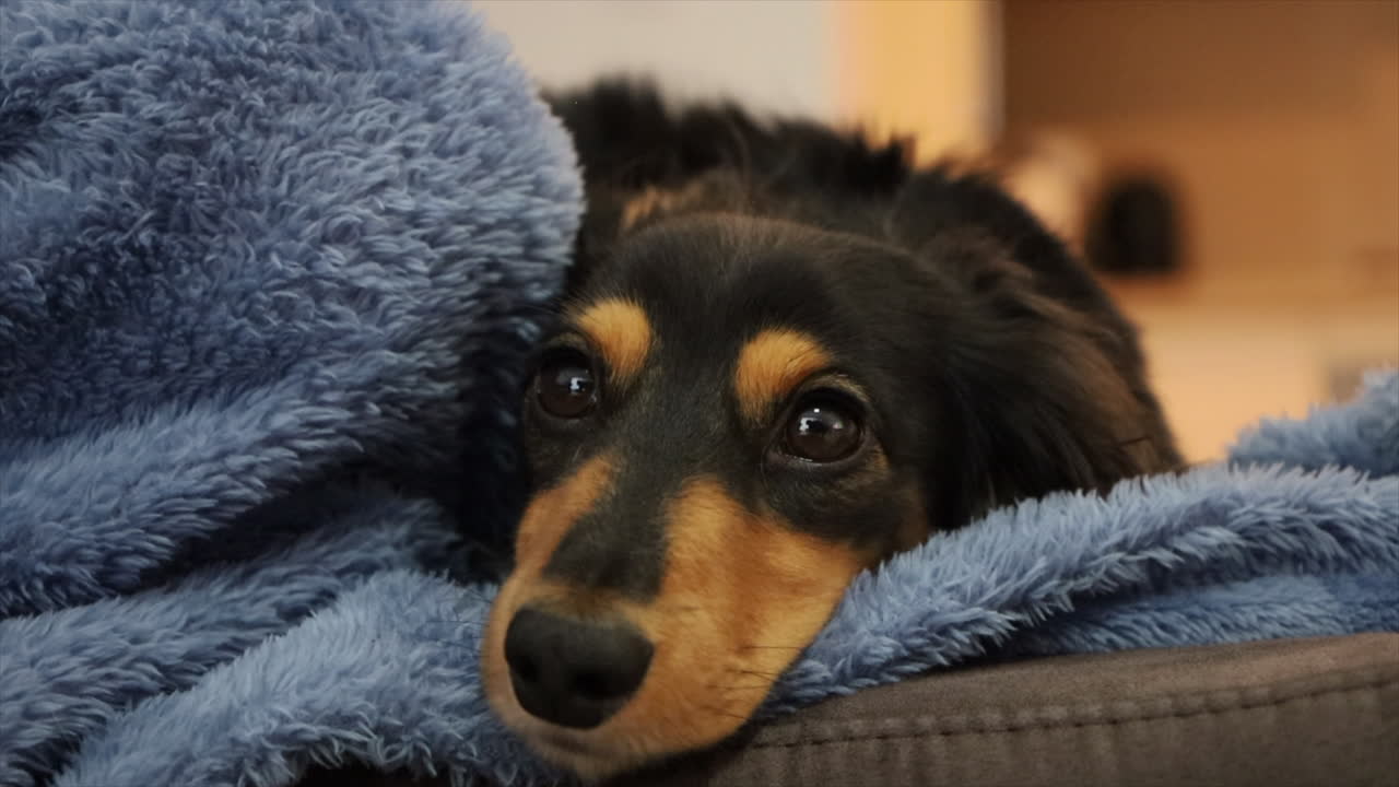 집에서 파란색 담요에 누워 소시지 개