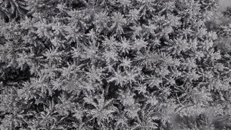 Stunning-snow-covered-pine-trees-in-a-dense,-lush-forest-in-West-Germany-during-the-winter-time