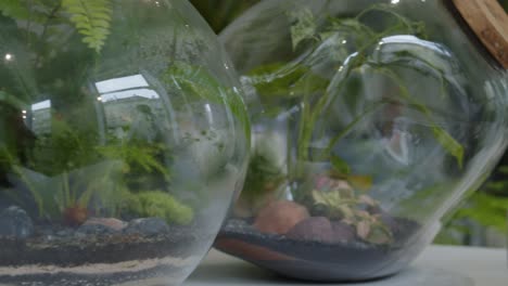 botanical workshop with the tiny self-sufficient ecosystem in the glass terrarium panorama close revealing shot