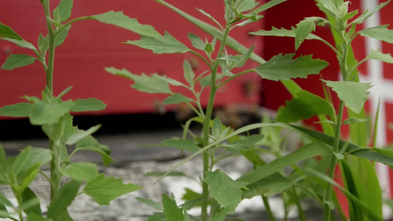 Close up shot, slow motion of bees flying around a bright red beehive, out of focus