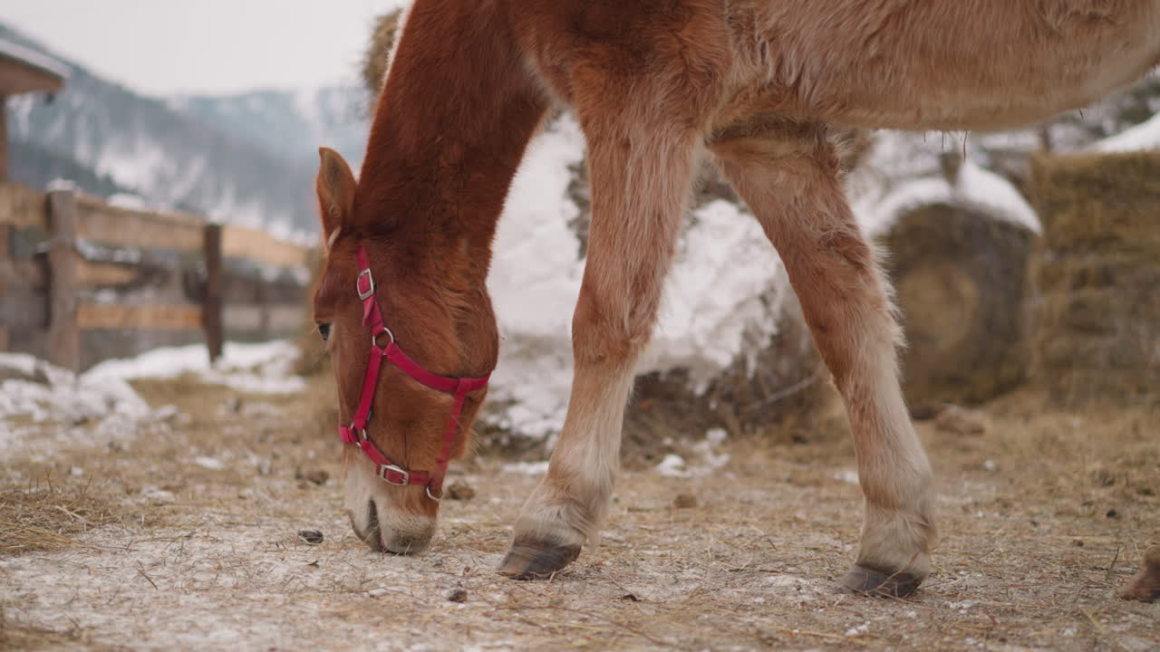 caballo marrón con filete rosa en la cabeza come heno cerca del establo