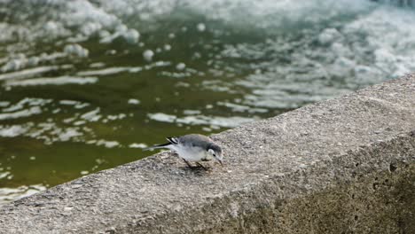 white wagtail  on concrete wall by the water