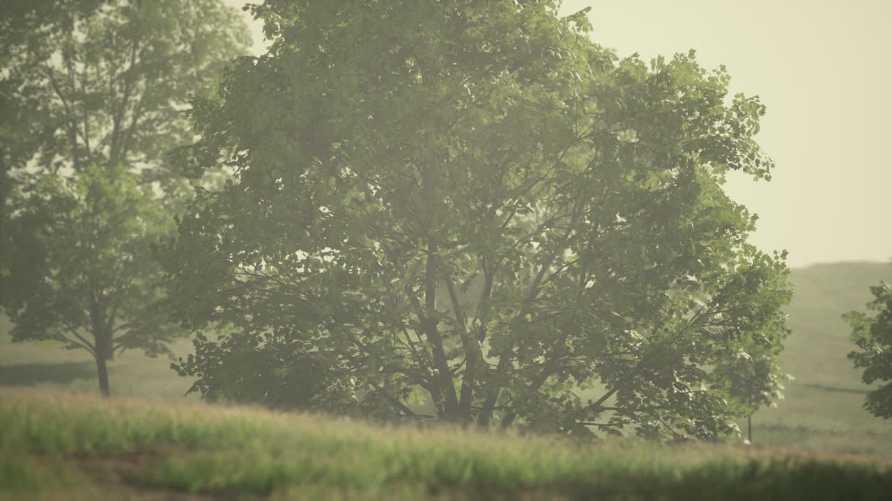 해가 지는 도시 의 초록색 공원