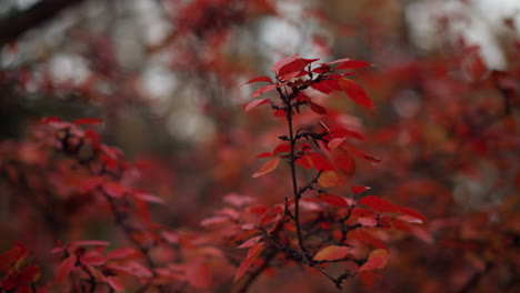 close-up of vibrant red autumn leaves swaying gently with wind, set against a blurred background of fall foliage and trees, capturing the serene movement of nature during autumn season