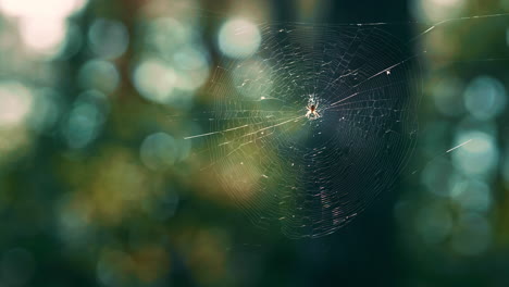 El-Viento-De-La-Telaraña-Del-Bosque-Se-Balancea-En-La-Temporada-De-Primavera-Del-Sol-Salvaje.-Concepto-De-Vida-De-Insectos.