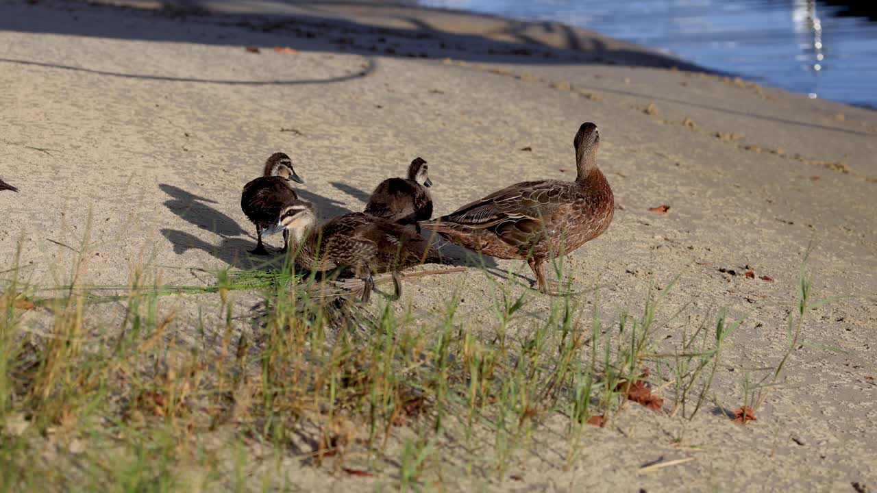 운하 연안 을 따라 고 있는 오리 가족