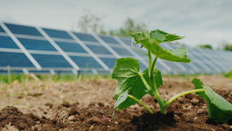 Las-Plántulas-De-Pepino-Se-Levantaron-En-El-Jardín-En-El-Fondo-Del-Panel-De-La-Planta-De-Energía-Solar