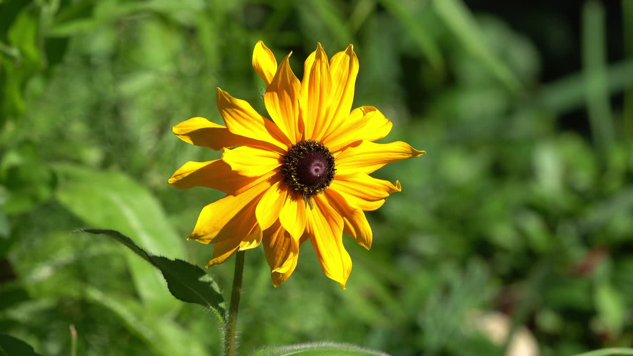 Black-eyed Susan flower grows in a meadow