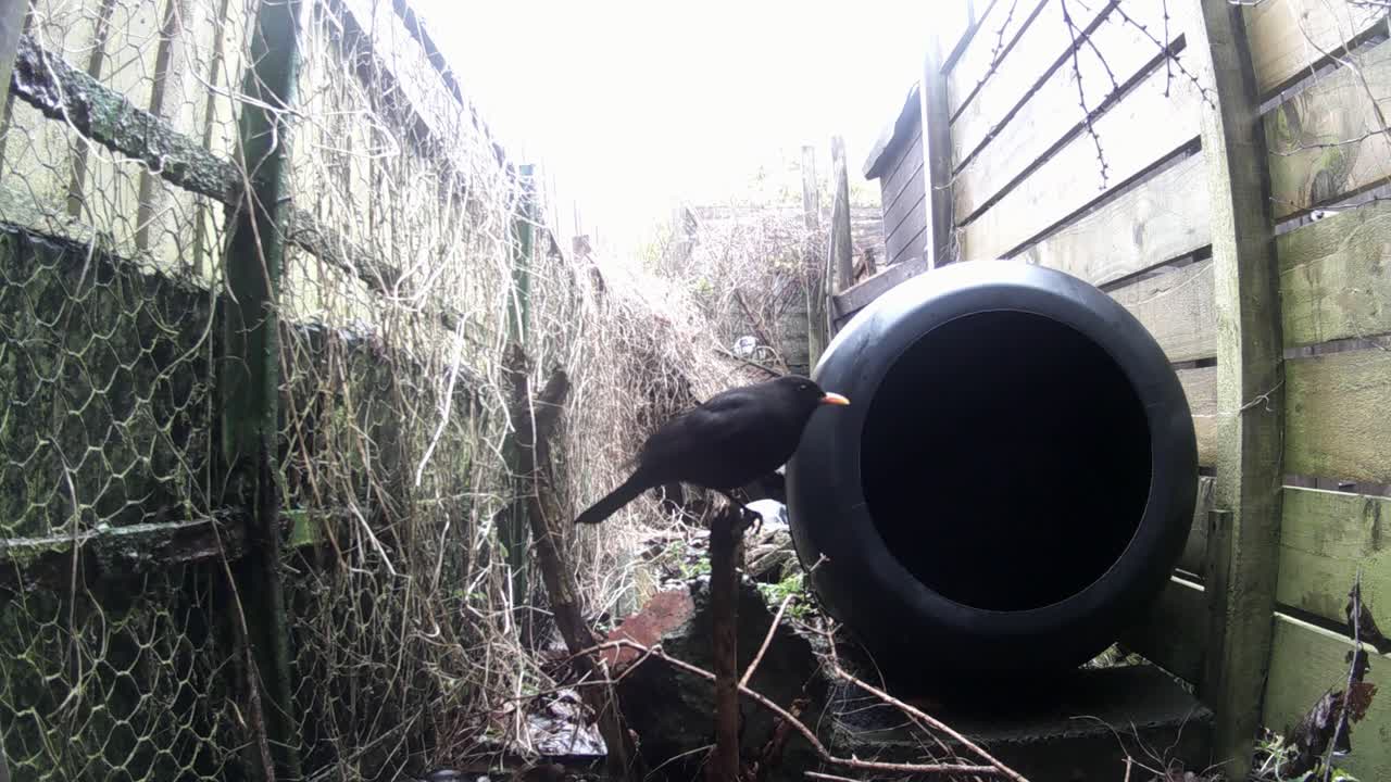 A blackbird is sitting and looking around its surroundings