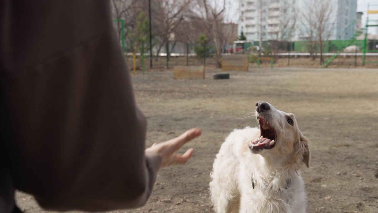 White dog eagerly interacts with person holding colorful toys in outdoor park setting. scene shows subject focused attention on receiving or playing with objects set against background