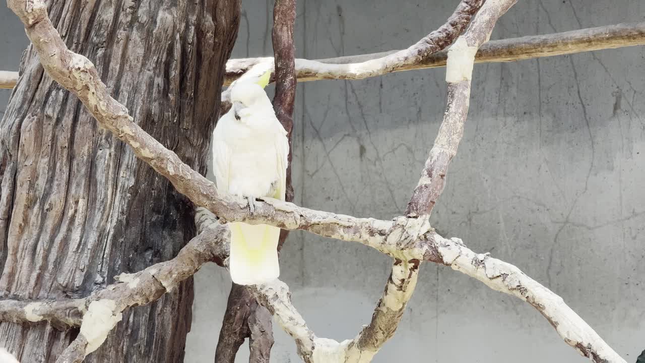 White cockatoo Parrot in bangkok thailand