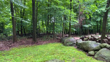 highway through forest, pan right