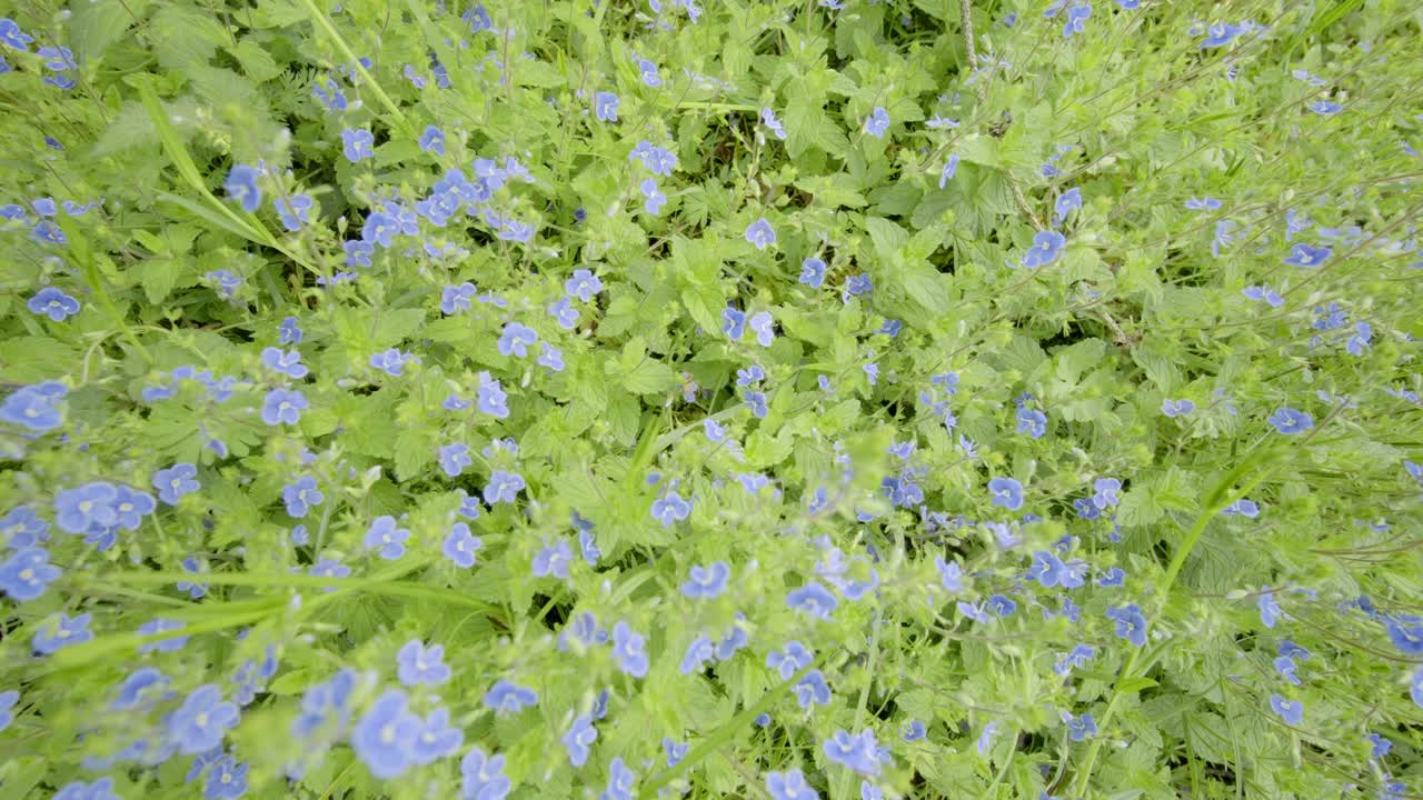 베로니카 샤메드리스 (veronica chamaedris) - 풀의 꽃, 슬라이더 움직임