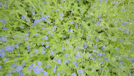 Veronica-chamaedrys-flowers-in-a-meadow,-slider-movement