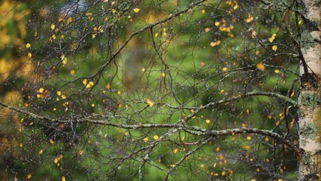 last golden autumn leaves cling to the birch tree's dark, thin tangled branches