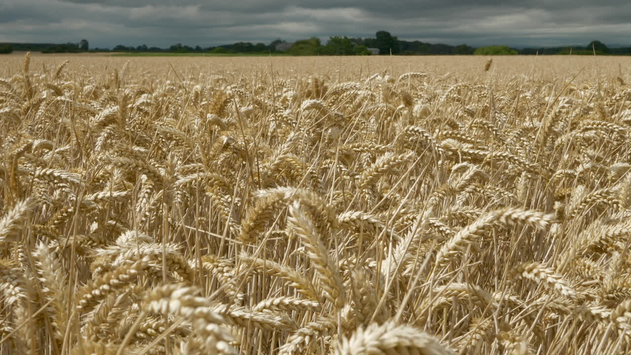 Wind blowing a field of wheat - daytime. Sunshine and moody blue sky. Wide shot.