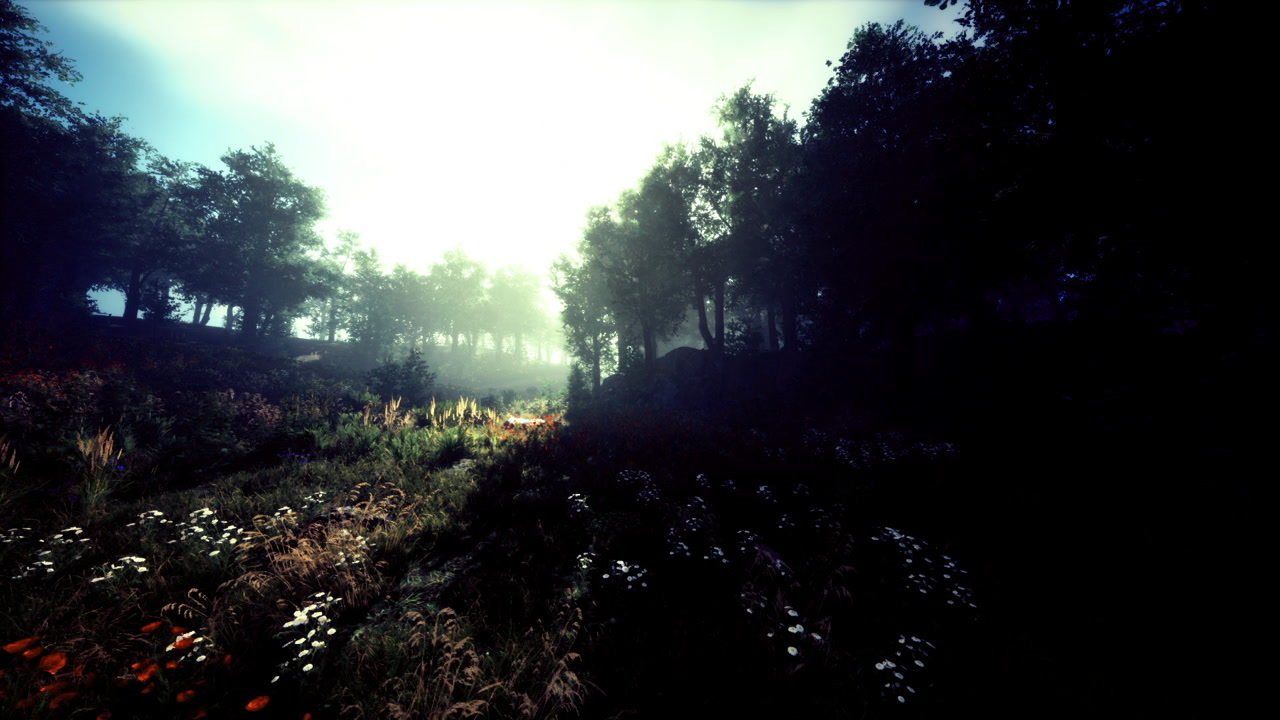 Sunlight breaks through dense tree cover illuminating meadow