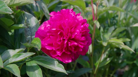 close-up of a pink peony flower