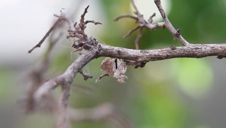 Praying-Mantis,-Ceratomantis-saussurii,-Thailand,-hanging-upside-down-under-a-thick-twig-while-shaking-and-preening-its-forelegs-and-antennae,-lovely-forest-green-bokeh-at-the-background