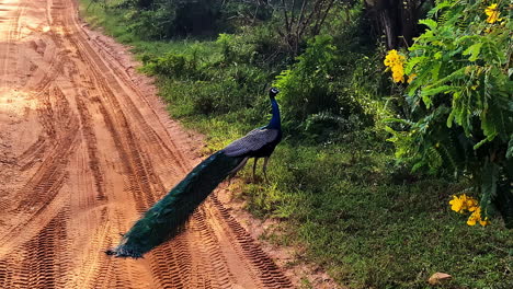 a majestic male indian peafowl with vibrant, iridescent tail feathers walks across a rustic dirt safari track through the lush green jungle of yala national park in sri lanka