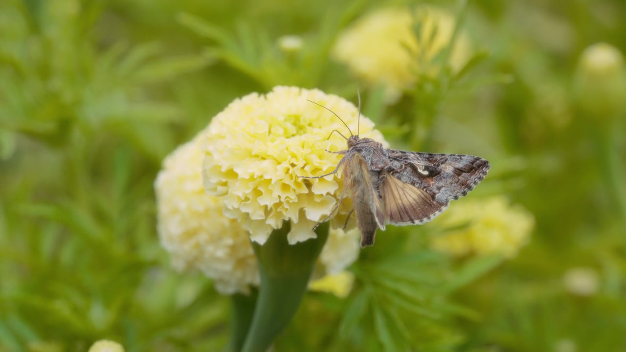 Alfalfa Looper Moth butterfly feeding on a yellow marigold flower