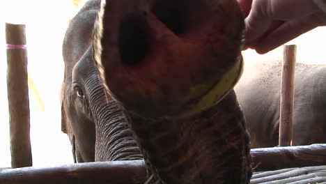 elephants come up to a fence and one is given a banana to eat