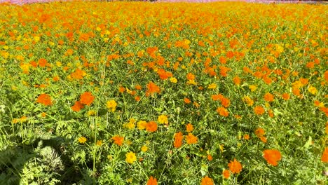 colorful flowers bloom in a lush field