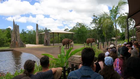 elefantes observados por la multitud en una exposición al aire libre en el zoológico