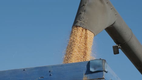 machine for separating corn grains working on field and filling tractor trailer with corn. autumn time.