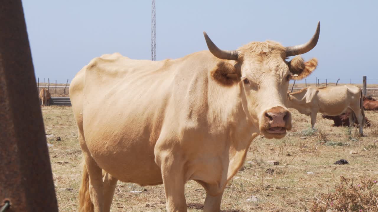 Grande toro bianco al pascolo in un ranch nella zona di Retin a Cadice