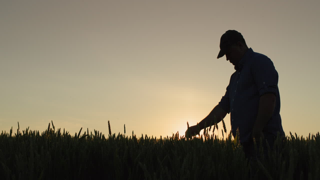 silueta de un granjero en un campo de trigo, toca las orejas con la mano