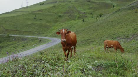 cows grazing on mountain pasture