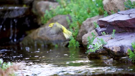 Ein-Gelber-Waldsänger,-Der-In-Einem-Flachen-Bach-Landet,-Um-Ein-Bad-Zu-Nehmen---Zeitlupe