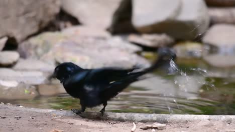 el drongo con cresta de pelo o es un ave en asia de la familia dicruridae que era conespecífico con dicrurus bracteatus o drongo con lentejuelas en el que puede ser difícil diferenciar entre sí