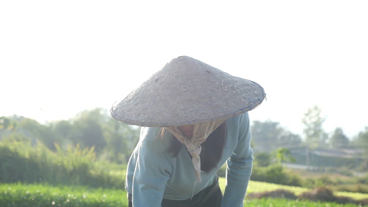 Woman Farmer Working in Rice Paddy