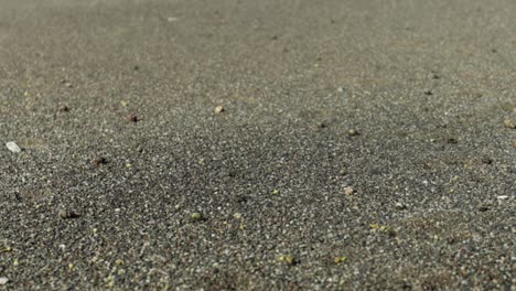 Kleine-Krabben,-Die-Sich-Zum-Strand-Bewegen