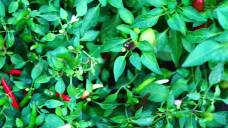 red chili pepper growing on green bush, close up pan, singapore