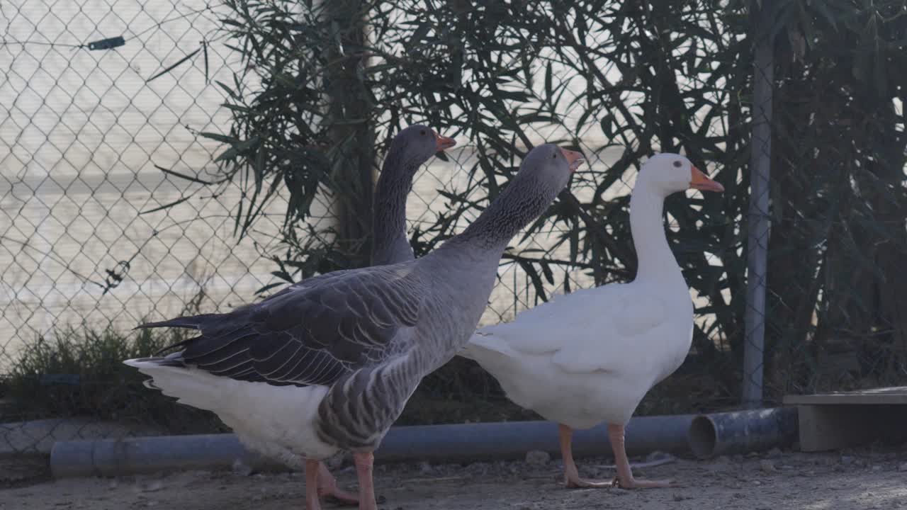 group of geese standing in a fenced outdoor area, walking near greenery