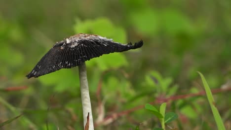 hongos en el área del estanque . negro