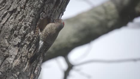 retrato de un parpadeo salvaje del norte entrando en un nido de pájaro de cavidad en un árbol